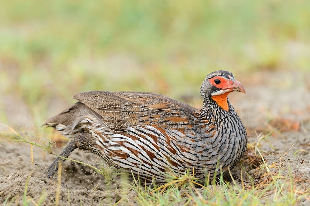 Grey-breasted Spurfowl